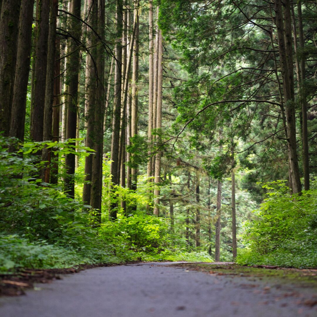 〜日本の森林から生まれる〜杉材を使ったハンドメイドの魅力